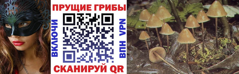 блэк спрут ССЫЛКА  Осинники  Псилоцибиновые грибы мицелий 